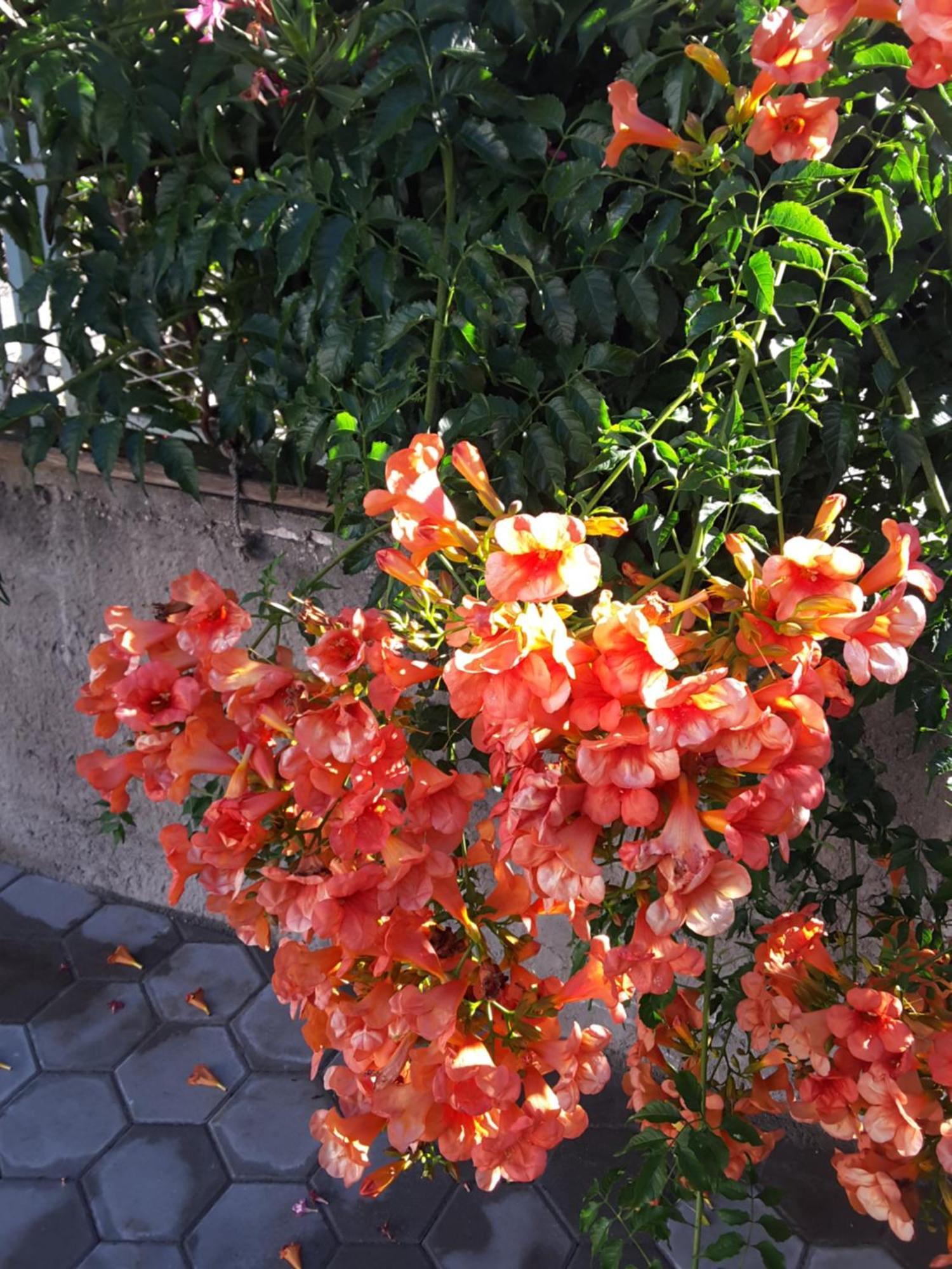 Villa Milena *
